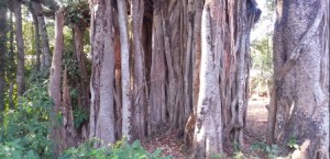 tree 1