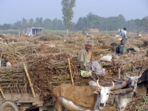 उखु किसान मर्कामा