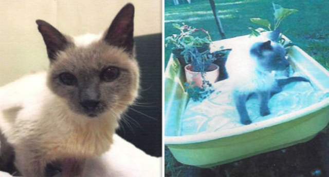 Old Cat