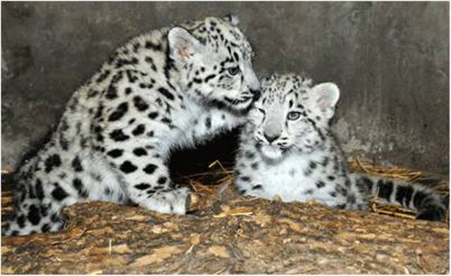leopard