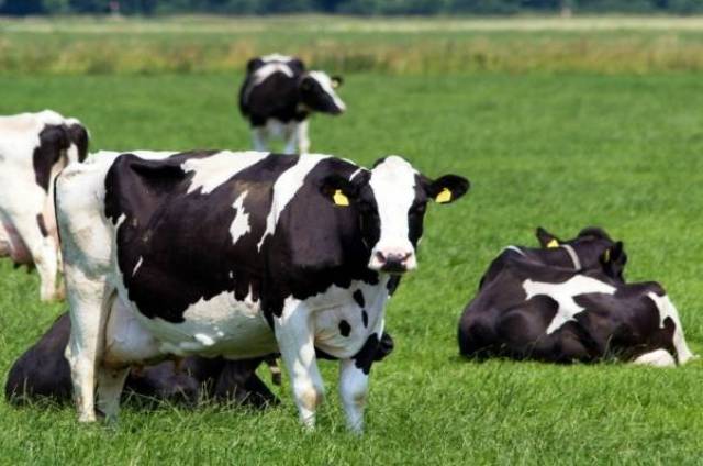 cow